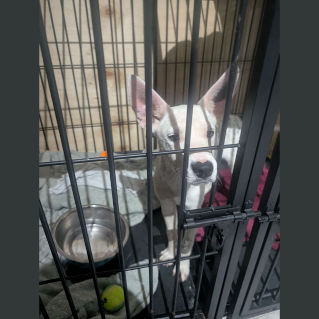 Photo of Pearl