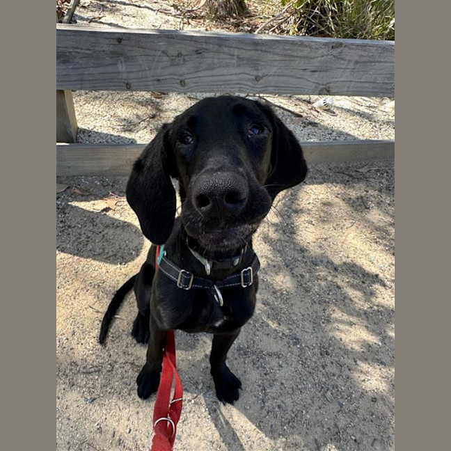 Photo of Scooby