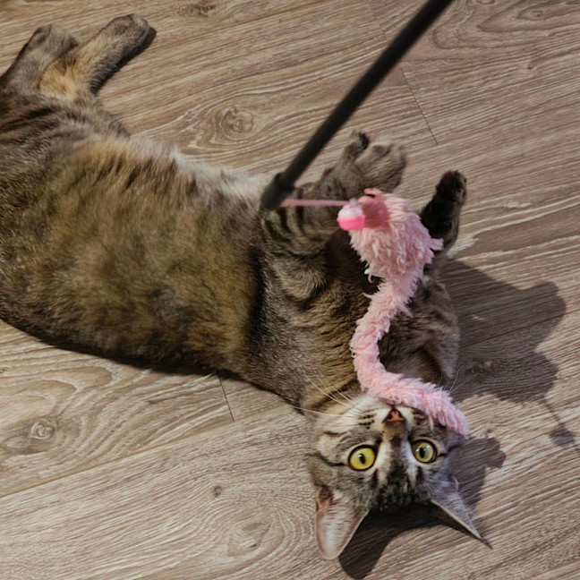 Photo of Marceline   In Foster Care In Preston