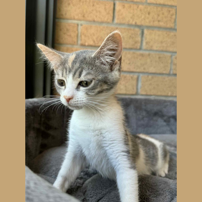 Photo of Pixie   In Foster Care In Cranbourne