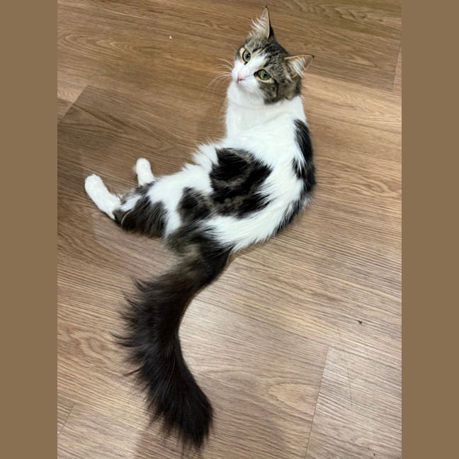 Photo of Duchess