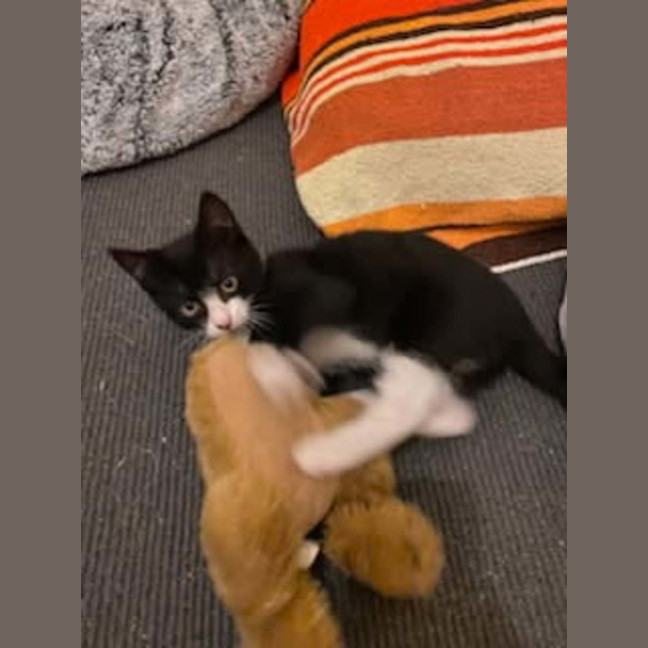 Photo of Bernie & Stripey