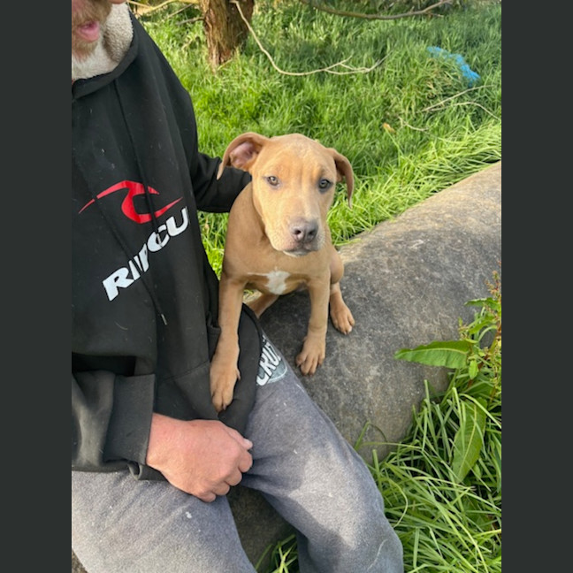 Photo of Shavina Dara