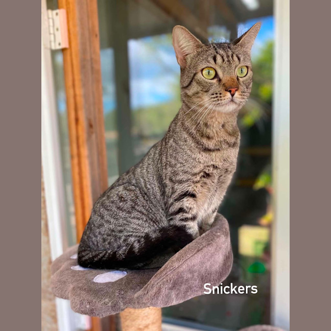 Photo of Snickers