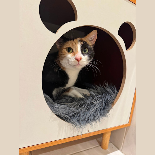 Photo of Mittens