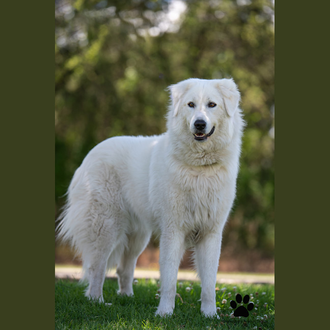 Photo of Luna
