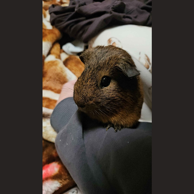 Photo of Pepper