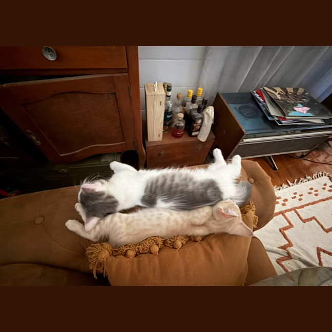 Photo of Peter Rabbit 