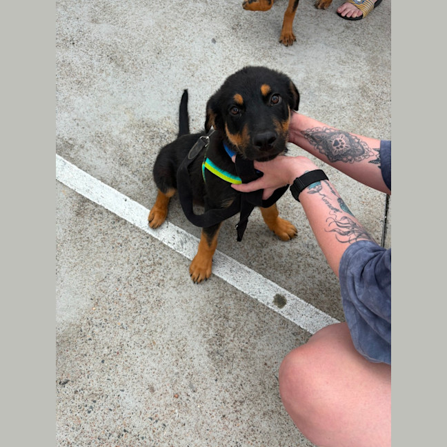 Photo of Skippy   4 Month Old Rottweiler X Shepherd