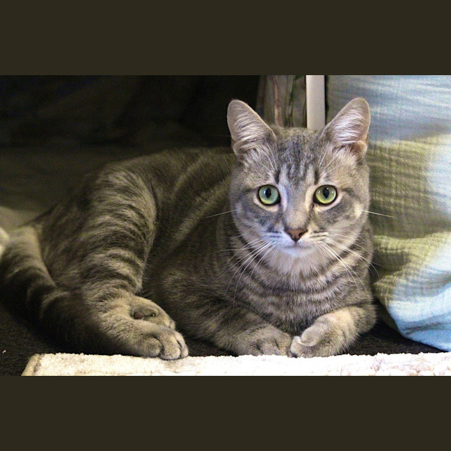 Photo of Dusty