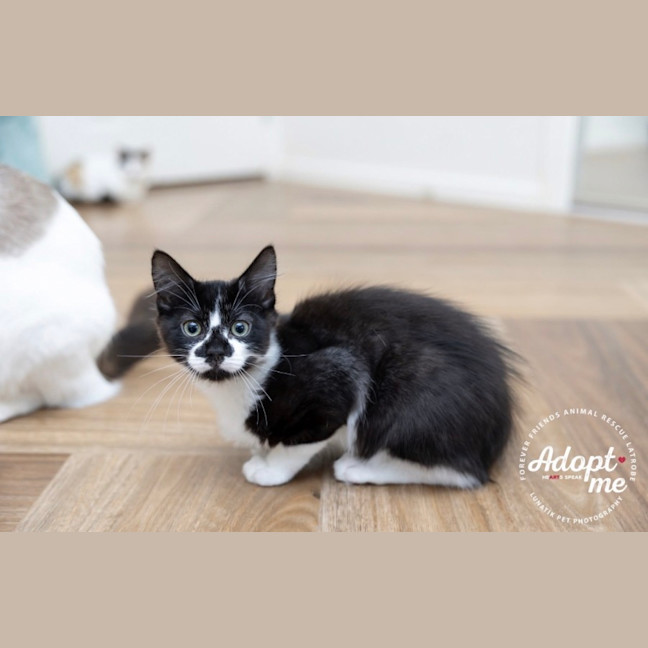 Photo of Smudge