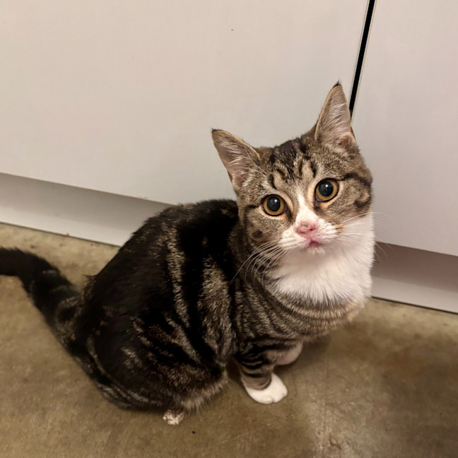 Photo of Pretzel