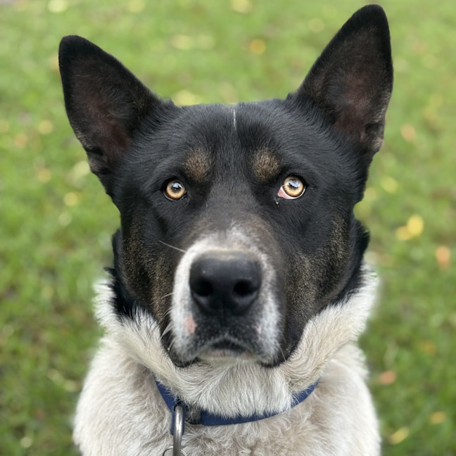 Photo of Ziggy