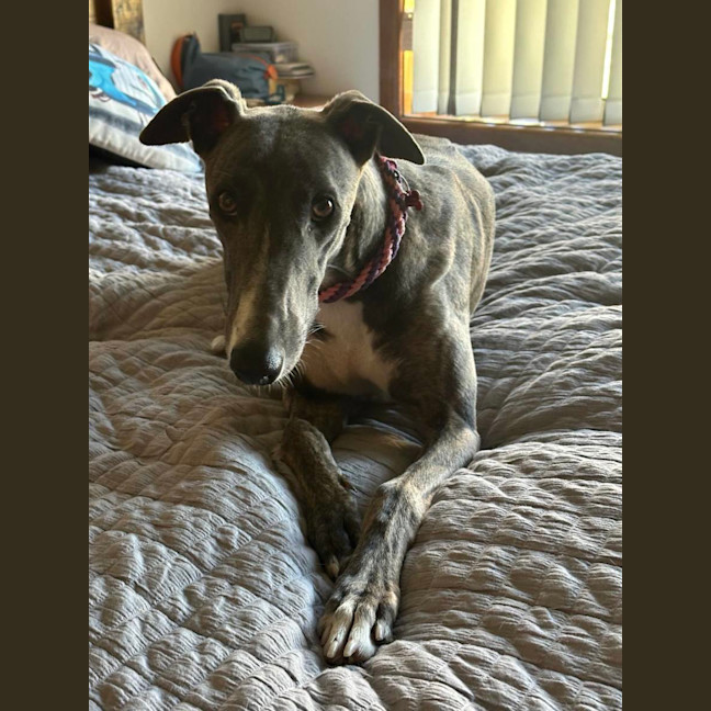 Photo of Zoe, The 1year Old Greyhound
