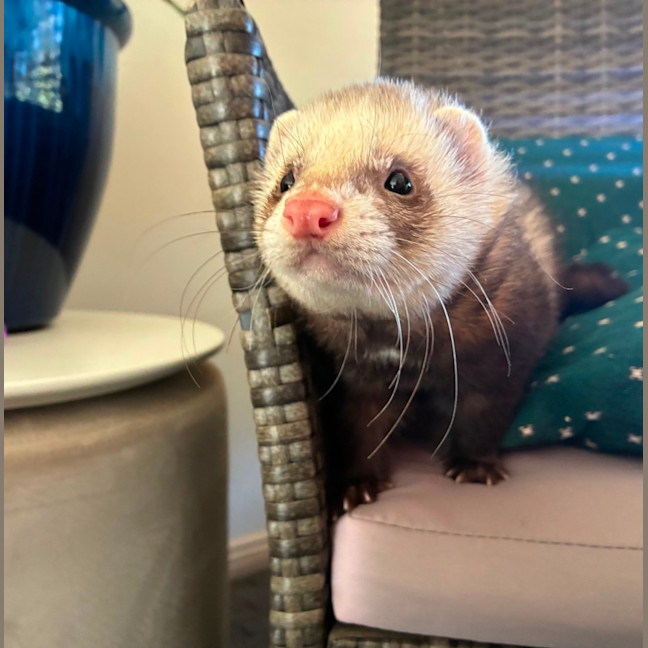 Photo of Maximus