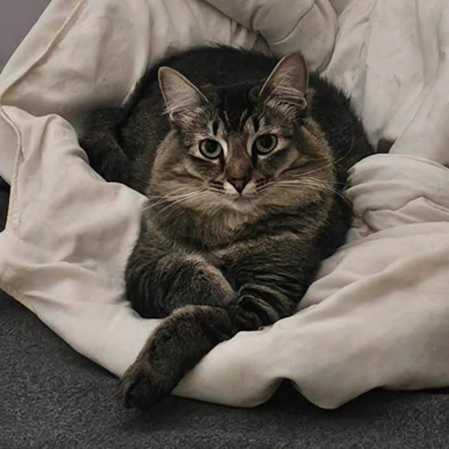 Photo of 11756   Peach