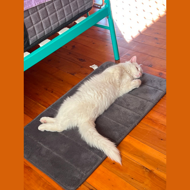 Photo of Mr Pickles