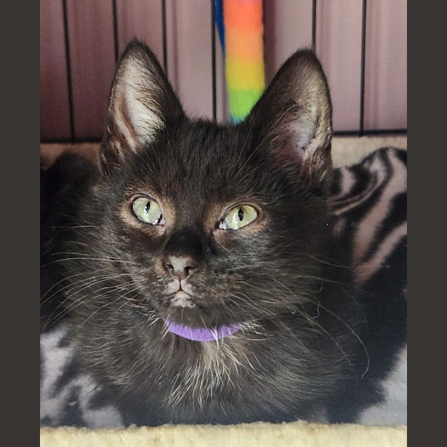 Photo of Violet   In Foster Care In Templestowe