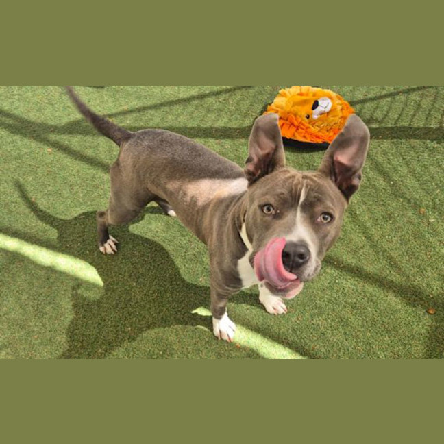 Photo of Lucky