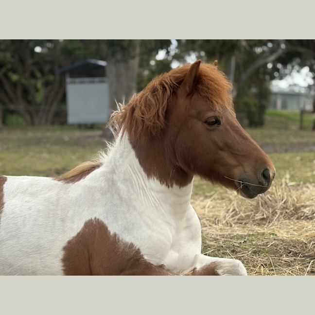Photo of Diablo