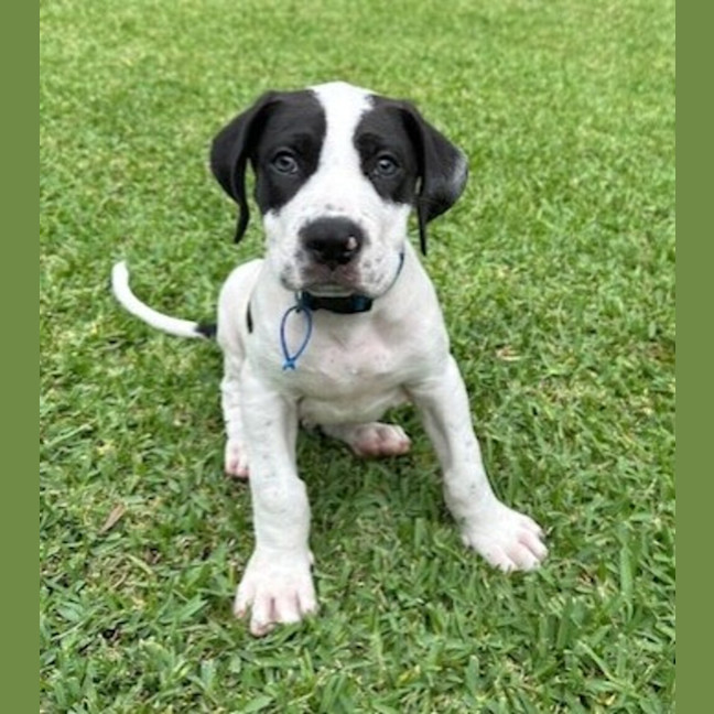 Photo of Patch 