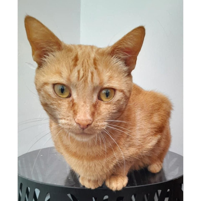 Photo of 10981   Ginger