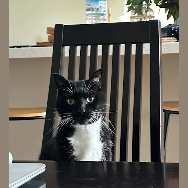 Photo of Socks 