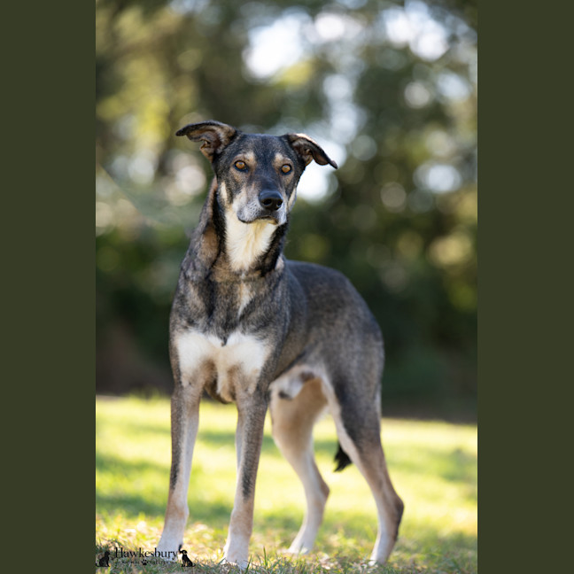 Photo of Milo