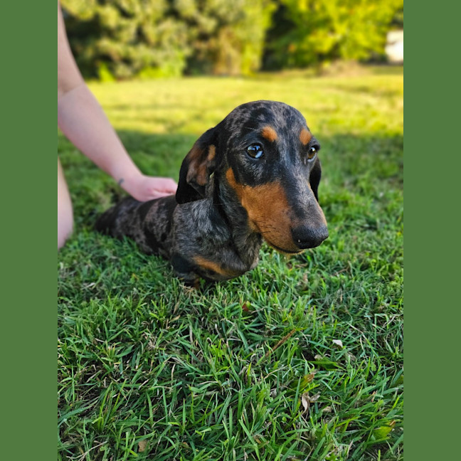 Photo of Odin