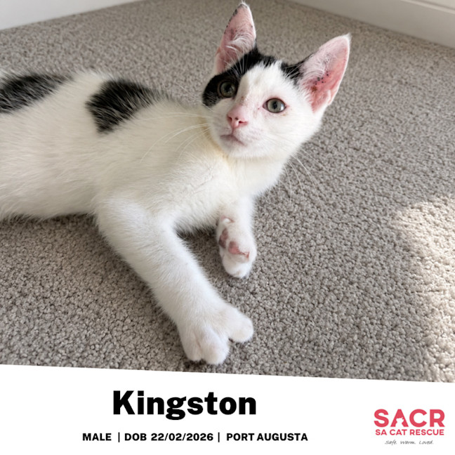 Photo of Kingston