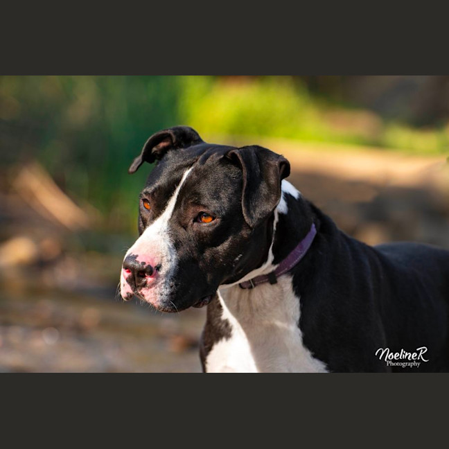 Photo of Dapper