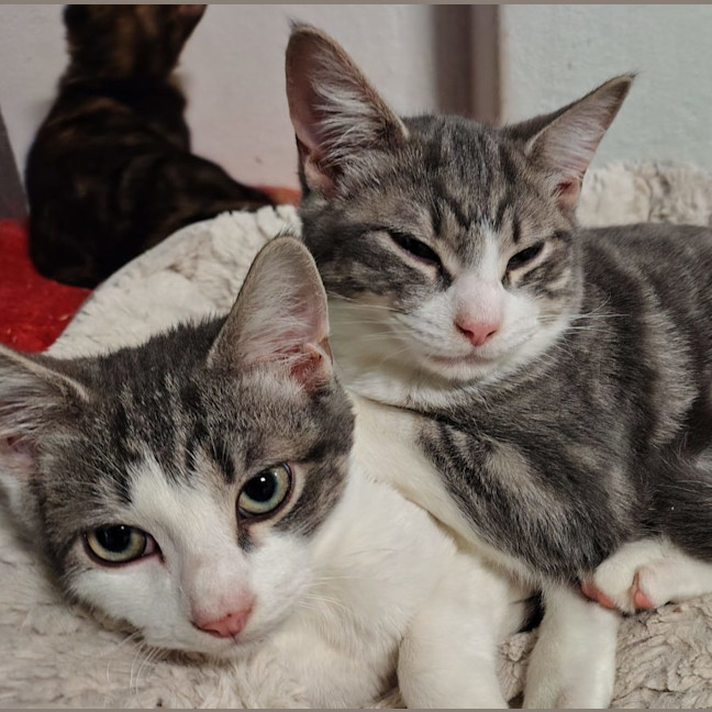 Photo of Skippy N Siggy 