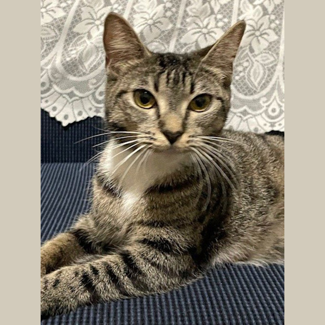 Photo of Harmony  Now At Pet Quarters Belmont