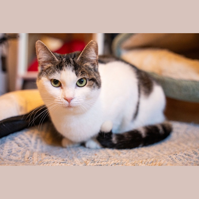 Photo of Tibby