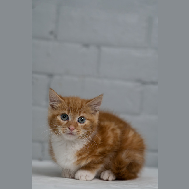 Photo of Pumpkin 