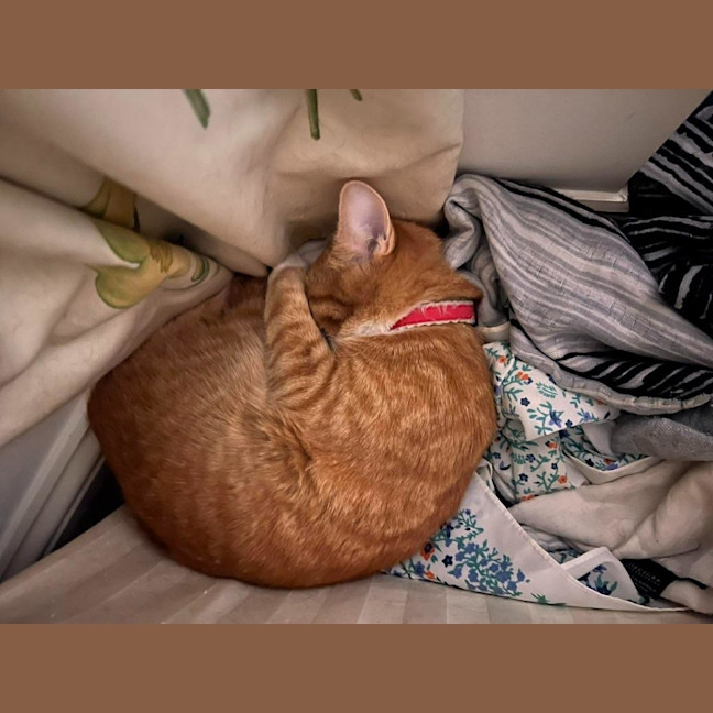 Photo of Comet