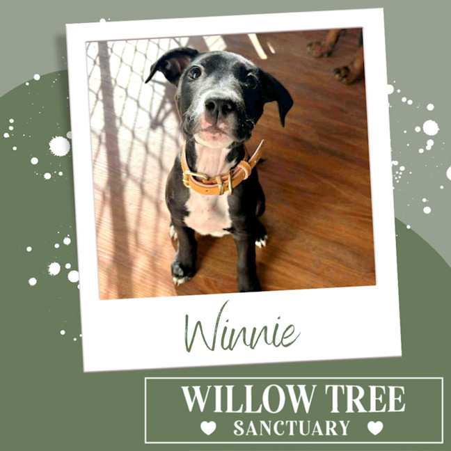Photo of Winnie