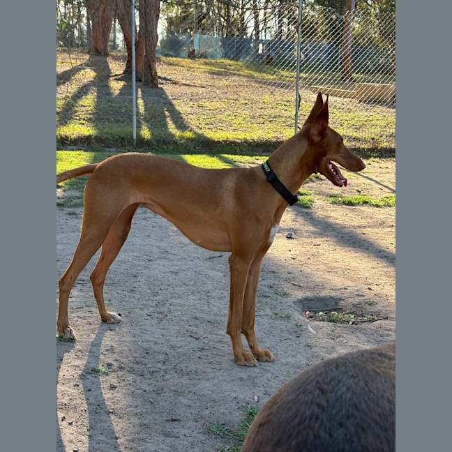 Photo of Sage