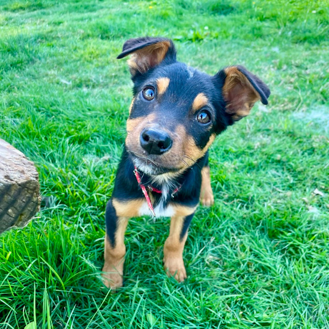 Photo of Teddy