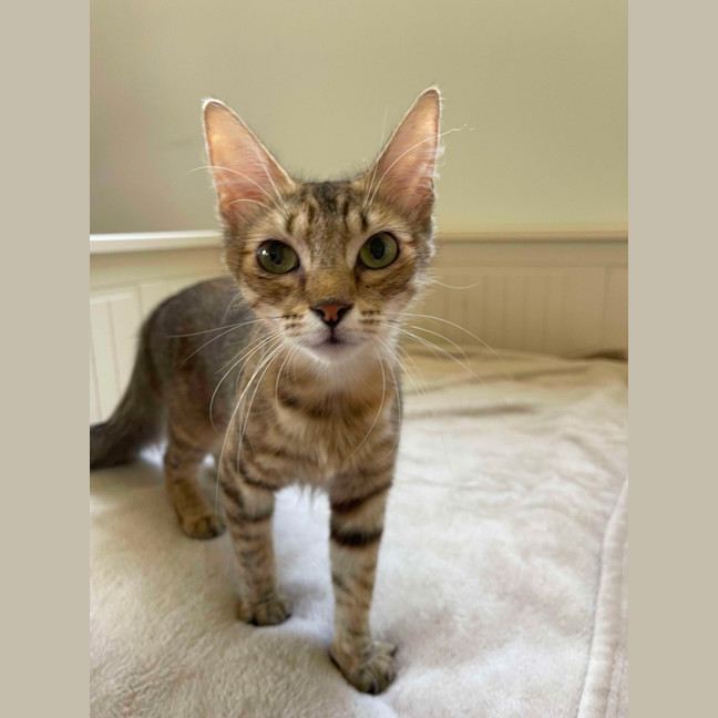Photo of Macha