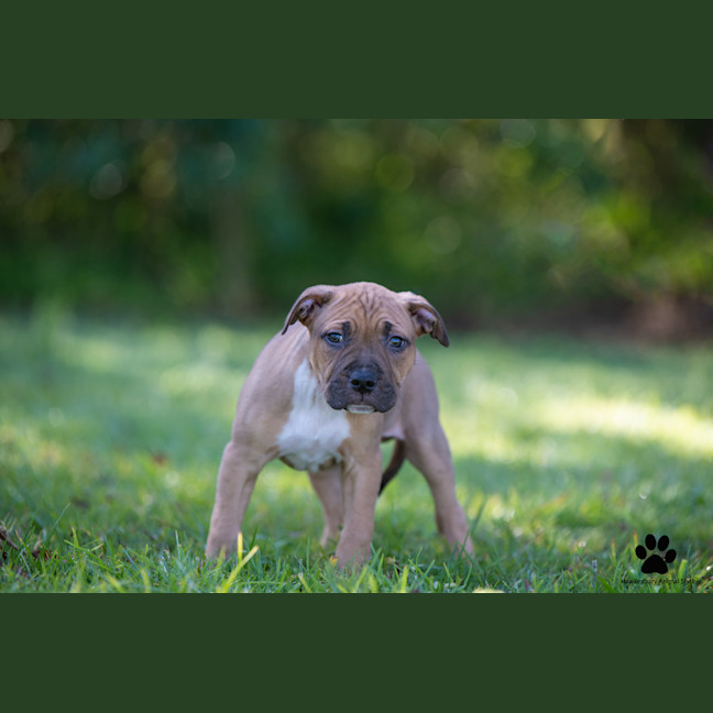 Photo of Bear
