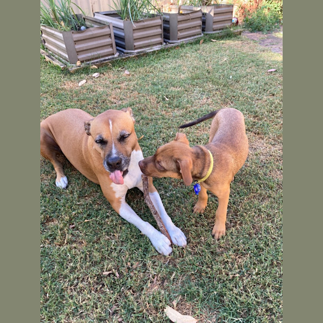 Photo of Ruby   11 Week Old Staffy X (On Trial)