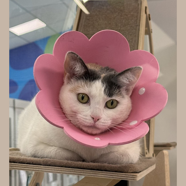 Photo of Sundae