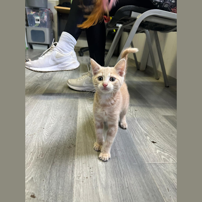 Photo of Simba