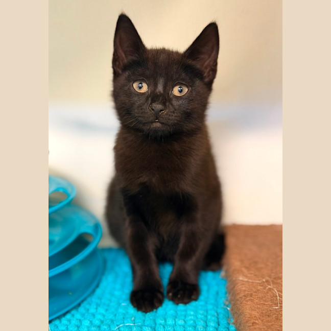 Photo of Morticia