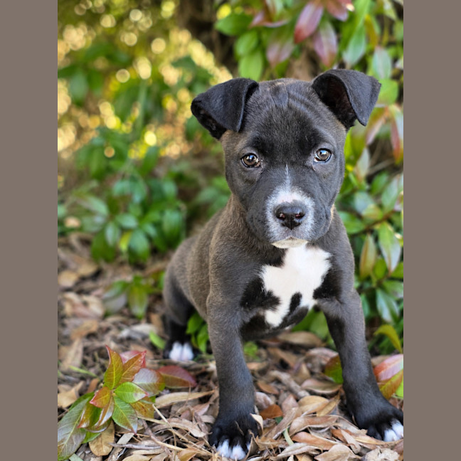 Photo of Dotti