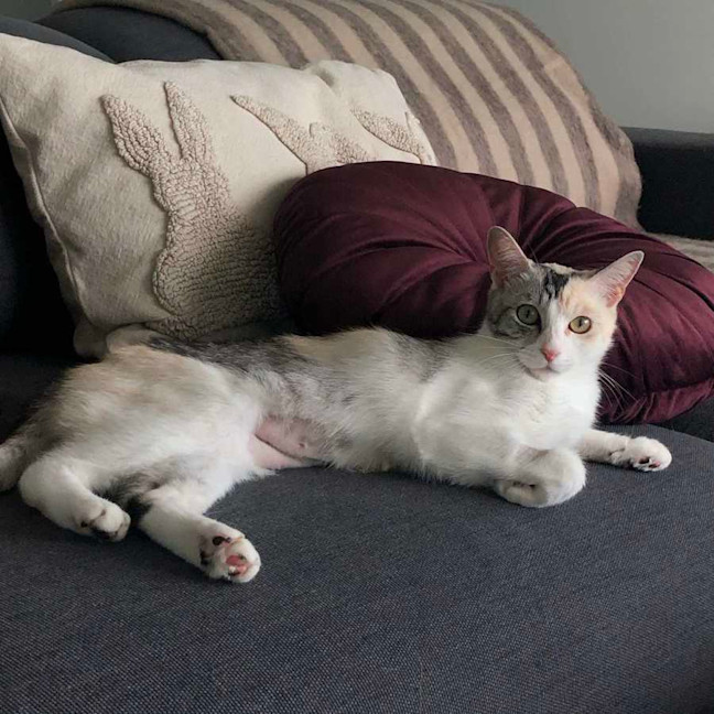 Photo of Apricot   Located In Brunswick East