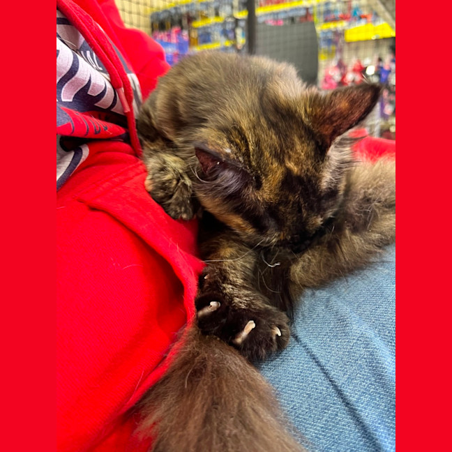 Photo of Kitsu *9 Lives Project Rescue*