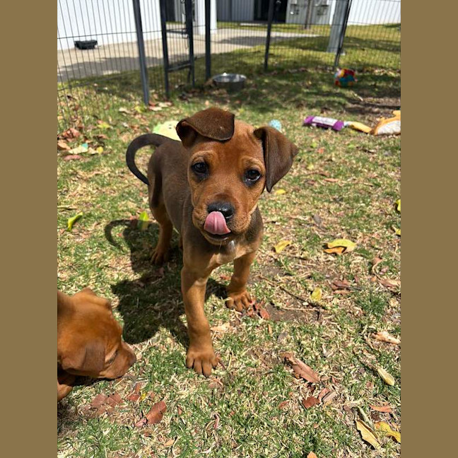 Photo of Biscuit