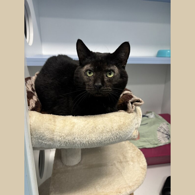 Photo of Vader
